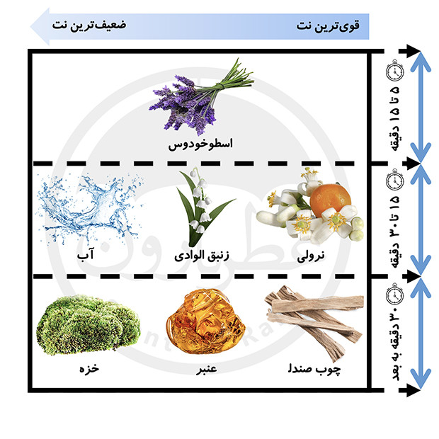 بادی میست بورلی هیلز پولوکلاب بر پایه آب classic fougere بادی اسپلش